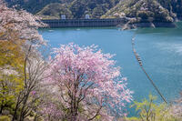 桜咲く奥多摩湖 [YMA110016059]