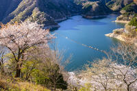 桜咲く奥多摩湖 [YMA110016060]