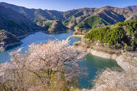 桜咲く奥多摩湖 [YMA110016061]