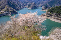 桜咲く奥多摩湖 [YMA110016062]