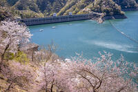 桜咲く奥多摩湖 [YMA110016063]