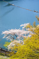 桜咲く奥多摩湖 [YMA110016064]
