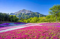 芝桜咲く羊山公園 [YMA110016085]