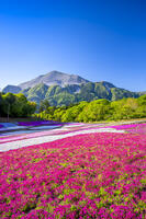 芝桜咲く羊山公園 [YMA110016086]