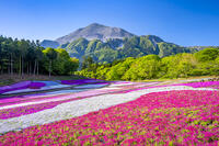 芝桜咲く羊山公園 [YMA110016087]
