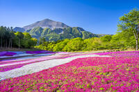 芝桜咲く羊山公園 [YMA110016088]
