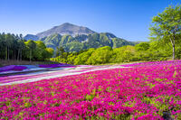 芝桜咲く羊山公園 [YMA110016089]