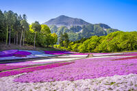 芝桜咲く羊山公園 [YMA110016091]