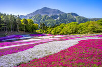 芝桜咲く羊山公園 [YMA110016092]