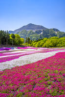 芝桜咲く羊山公園 [YMA110016093]
