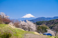 里山の桜と富士山 [YMA110016096]