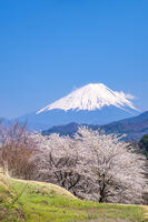 里山の桜と富士山 [YMA110016097]