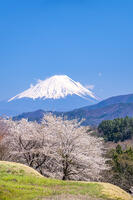 里山の桜と富士山 [YMA110016098]