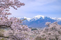 桜咲く大町公園と北アルプス [YMA110016111]