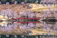 桜咲く松ヶ峰 [YMA110016114]