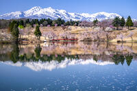 桜咲く松ヶ峰と妙高山 [YMA110016115]