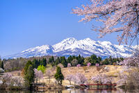 桜咲く松ヶ峰と妙高山 [YMA110016116]