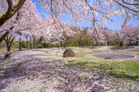 桜咲く泉縄文公園 [YMA110016117]