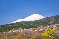 冨士霊園の桜と富士山 [YMA110016127]