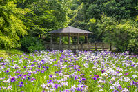 生田緑地のしょうぶ園 [YMA110016158]