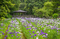 生田緑地のしょうぶ園 [YMA110016159]