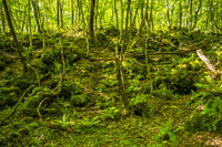 鷹丸尾溶岩の大露頭 [YMA110016181]