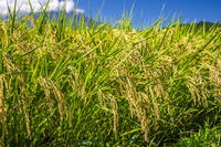 稲穂 [YMA110016184]