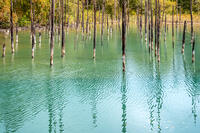 秋の青い池 [YMA110016185]