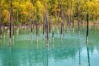 秋の青い池 [YMA110016186]