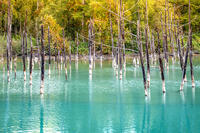 秋の青い池 [YMA110016187]