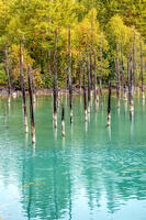 秋の青い池 [YMA110016189]