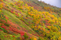 秋の銀仙台 [YMA110016201]