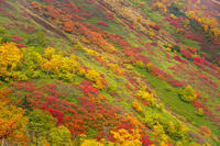 秋の銀仙台 [YMA110016203]