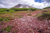 秋の旭岳 [YMA110016226]