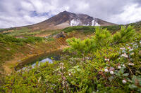 シラタマノキと旭岳 [YMA110016230]