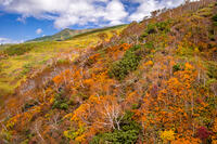 秋の旭岳ロープウェイからの景色 [YMA110016258]