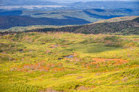 秋の旭岳ロープウェイからの景色 [YMA110016259]