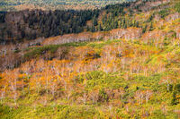 秋の旭岳ロープウェイからの景色 [YMA110016263]