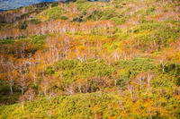 秋の旭岳ロープウェイからの景色 [YMA110016264]