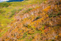 秋の旭岳ロープウェイからの景色 [YMA110016266]