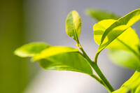 キアゲハの卵 [YMA110016267]