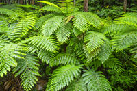 太田のヘゴ自生群落 [YMA110016364]