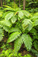 太田のヘゴ自生群落 [YMA110016365]