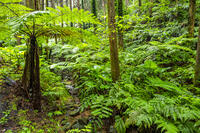 太田のヘゴ自生群落 [YMA110016366]