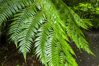 ヘゴの葉 [YMA110016367]