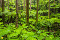 太田のヘゴ自生群落 [YMA110016369]