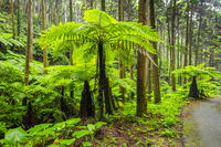 太田のヘゴ自生群落 [YMA110016370]