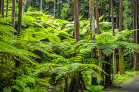 太田のヘゴ自生群落 [YMA110016371]