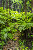 太田のヘゴ自生群落 [YMA110016372]