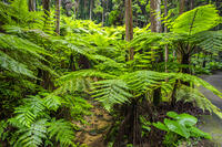 太田のヘゴ自生群落 [YMA110016373]